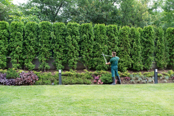 Best Lawn Irrigation Installation and Maintenance  in Erwin, TN