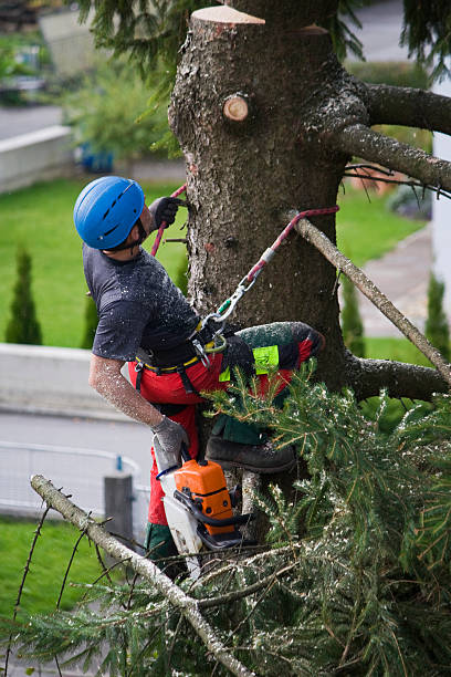 Best Utility Line Clearance  in Erwin, TN