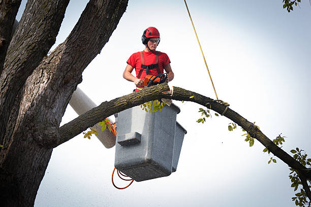Best Tree Disease Treatment  in Erwin, TN